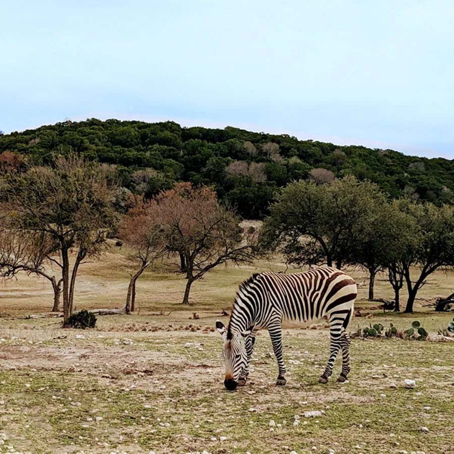 Wildlife at Shai Hills